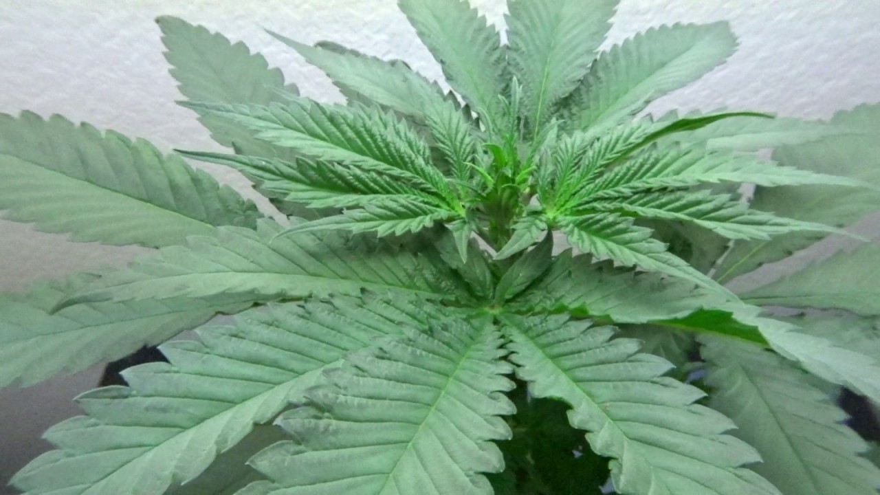 🌲CFL grow - MBK5 - 42 days