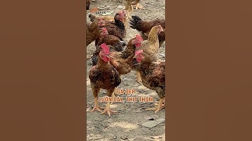 Chăn nuôi gà thành công nhờ kiên định với thức ăn gà của Japfa  #japfa#channuoiga #thucanchoga