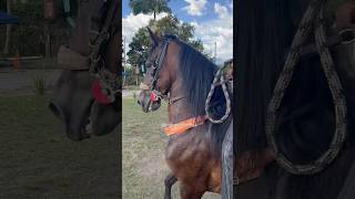 Tornado y su Chalán Cristian Rodriguez calentando motores para Circasia @potroscolombia