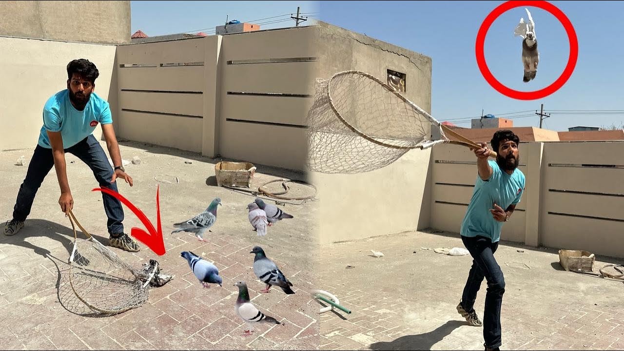 Aaj jungle kabutaron mein se 2 kabutaro ko paker liya 😱😮