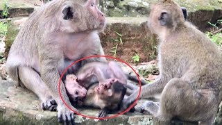 Poor Baby Monkey Lori Requested Popeye Groom Her, Baby Polly Jealous Mistreat Poor Baby Lori.