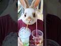 Bunny Making Bubbles 🥤🤪 #trending #funny #aiart #viralvideo #shortsviral #bunny #asmr