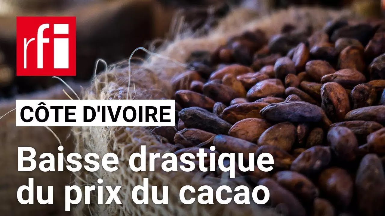 Face à la crise du cacao, la Côte d'Ivoire réduit drastiquement le prix d'achat aux planteurs