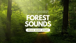 Wind Through Pine Trees | 3 Hours | 4k Video | Sounds for Sleep Profile