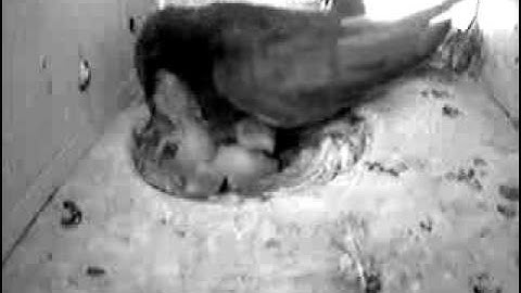 Gierzwaluw: zichtbare voedering 14-6-10 kast 1