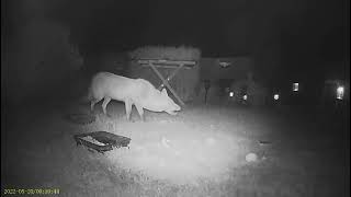 Barry Badger 20/5  1