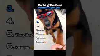 Best animal dap ups #funny #animals #cat #shorts #reaction #youtubeshorts