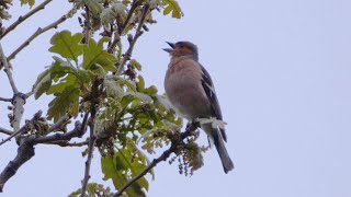 Singing Chaffinch in Spain