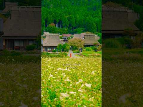 満開の蕎麦の花とコスモスに包まれる日本の原風景が美しすぎた! 美山かやぶきの里 Miyama’s Thatched Village #shorts #travel #japan #京都 #旅