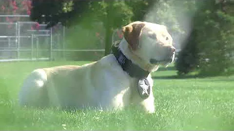 Oregon's first and only anti-poaching k9