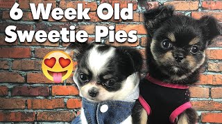 Here's what to look for in a 6 week old Chihuahua puppy | Sweetie Pie Pets by Kelly Swift