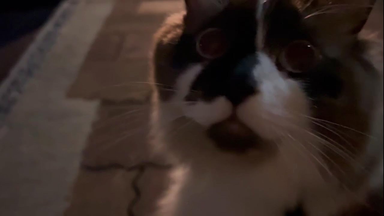 可愛い声で鳴いて、お散歩タイムを勝ち取ったらん丸です。　#グリンとグランの陽だまり日記　#猫