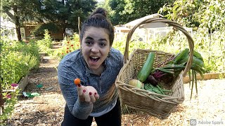 Full July Garden Tour and Harvest | What's working and What's not | Beginner Gardner