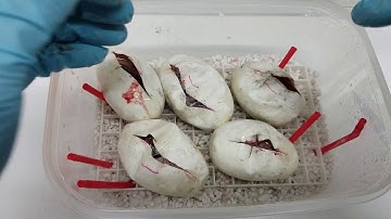 Ball Pythons - Clutch #2 - Cutting eggs early