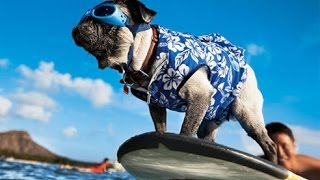 labrador (surfer dog)