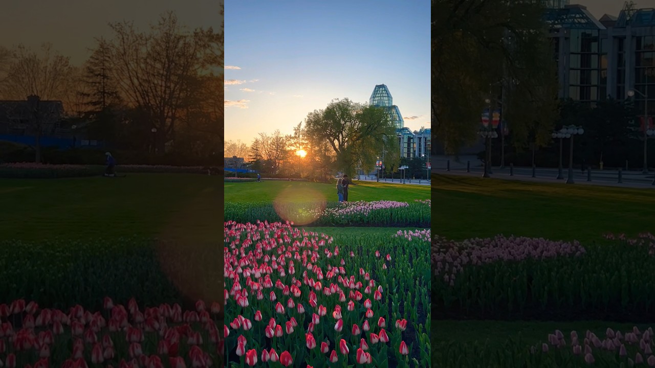 Tulip Mania: Exploring Ottawa's Art Gallery and the Spectacular Tulips 🌷  
