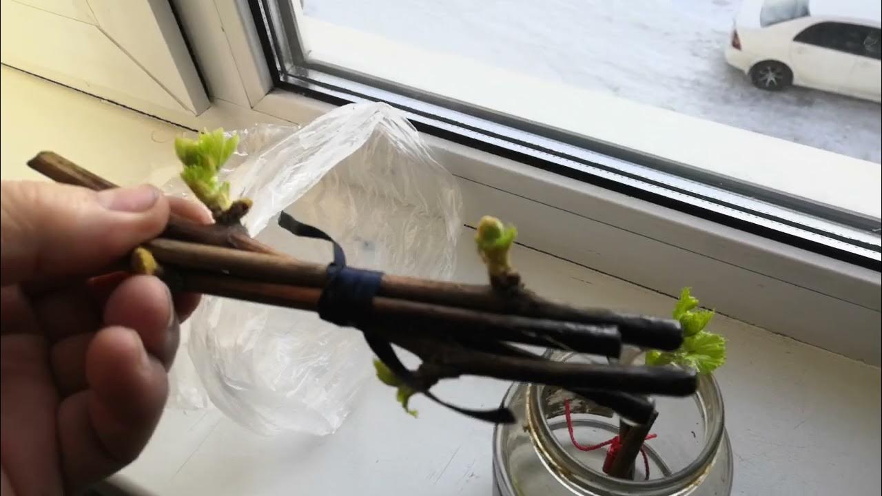 самое подходящее место для укоренения винограда. - YouTube