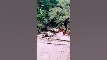 The process of moving bamboo = Good methods can improve efficiency