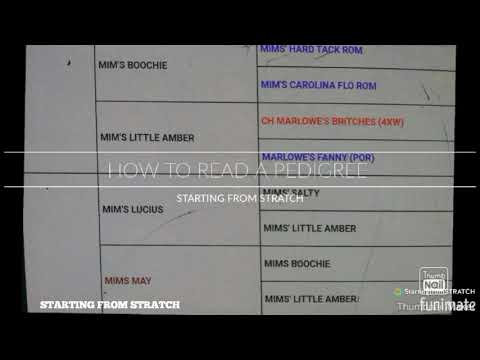 HOW TO READ Abstammungs