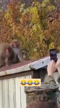 tentara asing videoin monyet lagi wikwik #shorts #fyptiktok #fypviral #tiktokviral