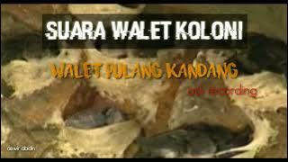suara burung walet pulang kandang//suara walet koloni//suara walet asli recording.