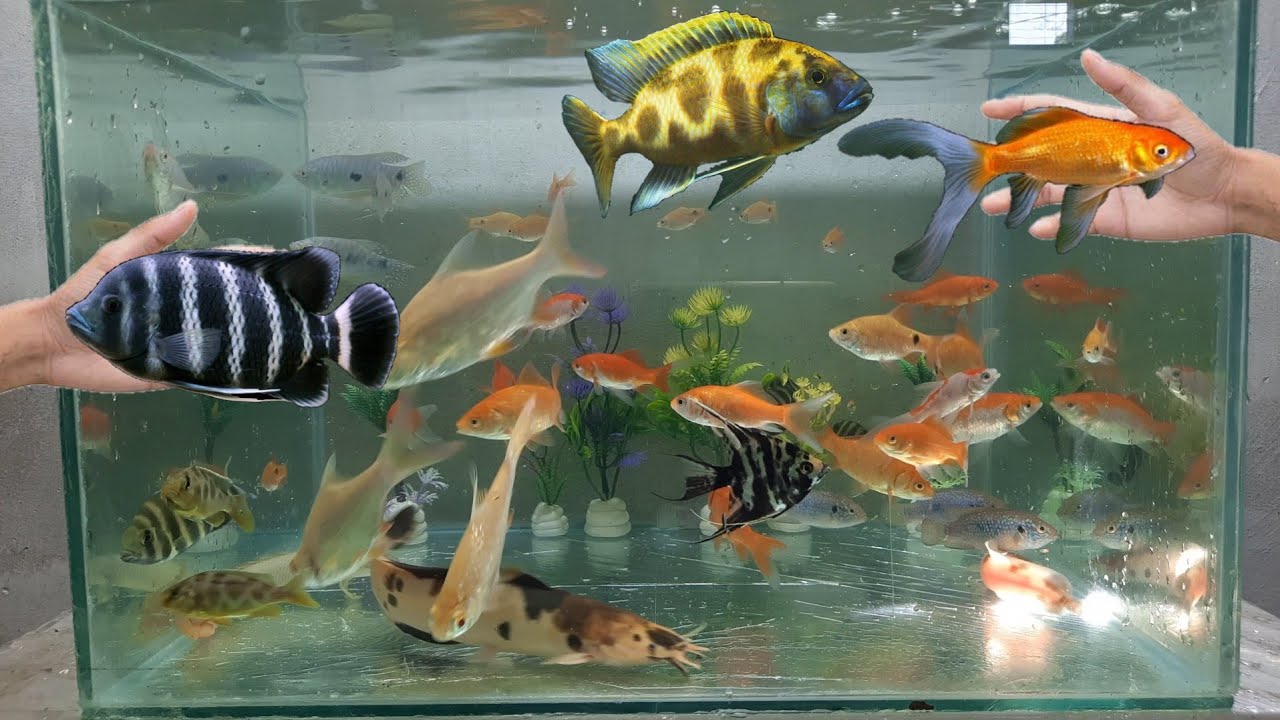 Catfish Goldfish Rosy barb fish Jewel cichlid Opaline gourami fish videos YouTube