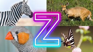 Animals And Birds Starting with Z || Amazing Animals Starting With Z by InfoZillien 24,121 views 1 month ago 2 minutes, 41 seconds