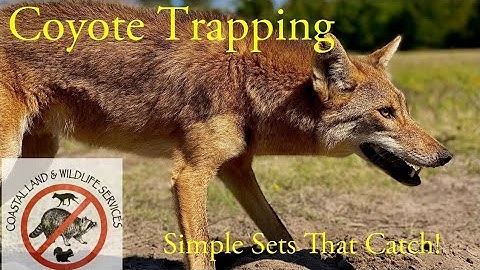 Coyote Trapping - Simple Sets That Catch!