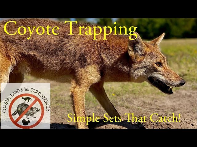 Coyote Trapping in Georgia 