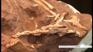 Scientists In Brazil Say Theyve Unearthed The Fossils Of A New Species Of Dinosaur