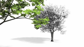 Capturing and Animating the Morphogenesis of Polygonal Tree Models