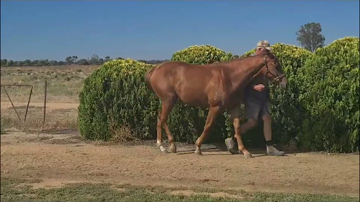 Tosen Stardom x Baby Beluga 2020 filly