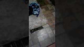 A Roach In The Bathroom