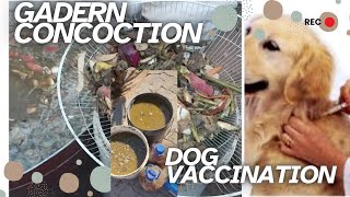 How to make DIY organic fertilizer concoction|first rabies vaccination to our dogs|#Taylor& #Soldier