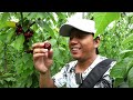 Cherry Picking in New Zealand | Cherry Land, Blenheim