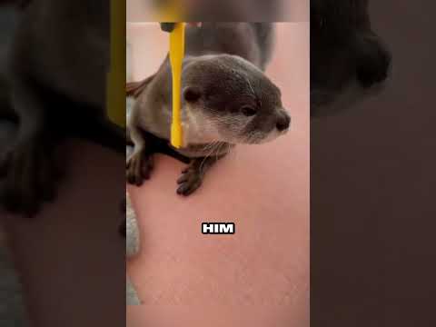 The otter who