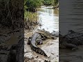 Deadly Crocodile Battle in the Wild 🐊🔥 | Nature’s Most Brutal Fight