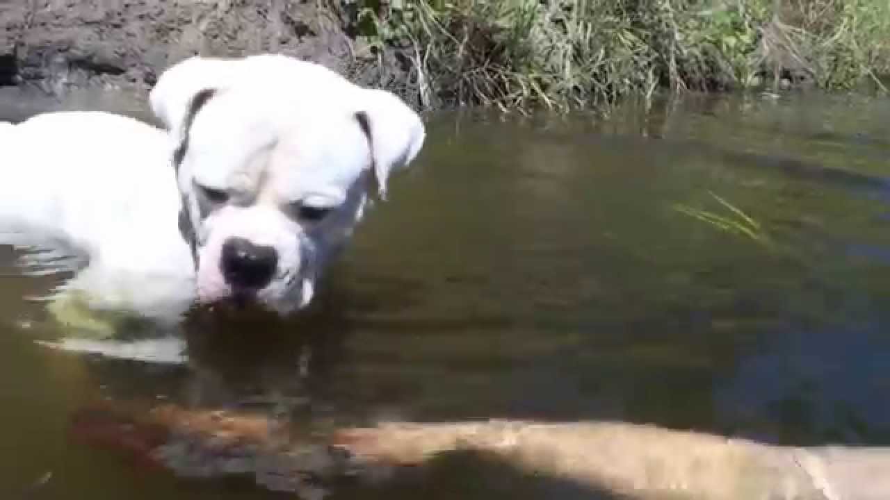 АМЕРИКАНСКИЙ БУЛЬДОГ