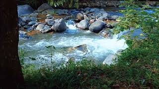 Serene Stream: Nature Sounds for Mental Clarity