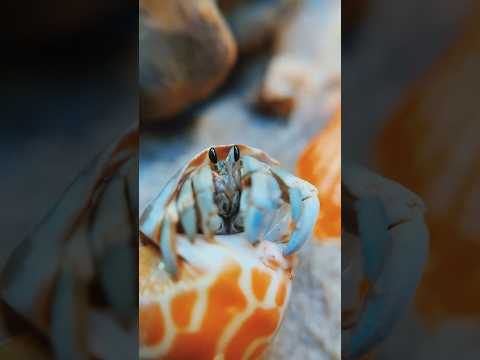 Кто в магазине самый милый?! #рак #раки #ракотшельник #Paguroidea