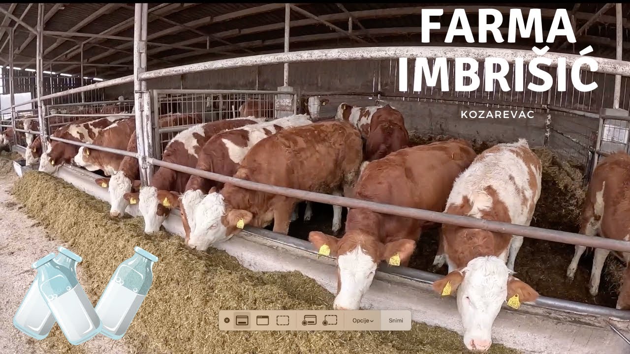 Posjet farmi OPG Imbrišić – Pogledajte kako izgleda uzgoj krava u Kozarevcu! 🐄🚜