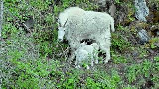 Mountain Goats Of Perry Oregon Twin Babies Spring 2024