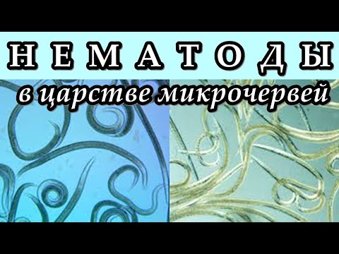 НЕМАТОДЫ - В царстве микрочервей