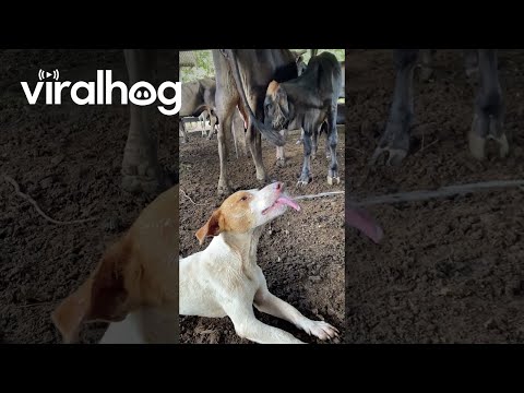 Dogs Laps Up Long Distance Milk Spray ViralHog