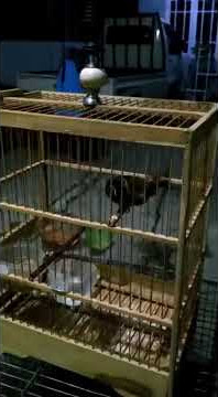 Gereja Nrecet panjang - Gacor