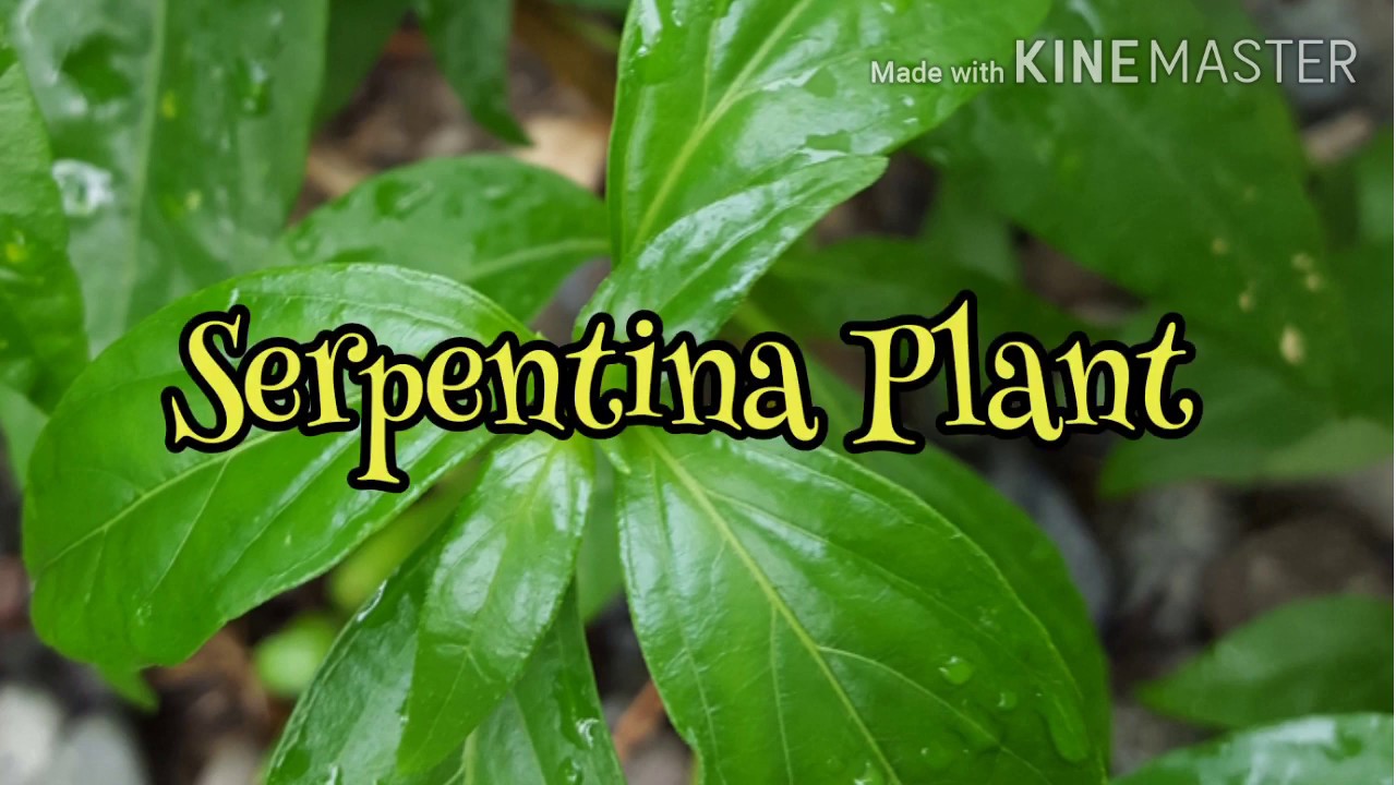Serpentina Plants pretty luz YouTube