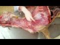 Muscles of the neck and thorax 2 anatomy  veterinary