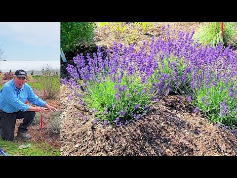 Video: Papardes lavandas augi: padomi papardes lavandas audzēšanai dārzos