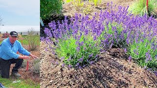 David's TIPS & TRICKS For Growing Gorgeous Lavender Plants  (Part One) Spring Trimming