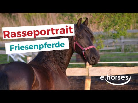 Video: Irisches Sportpferd